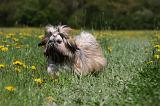 SHIH TZU 246